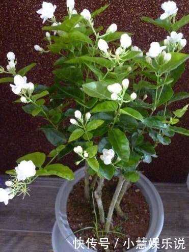 医药费|聪明人养花,这3种“花”怎样也要养一盆,每年能省不少医药费