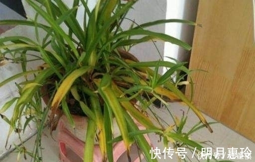 富贵竹|只用1招，家里发黄的盆栽很快变的绿油油，轻松爆盆