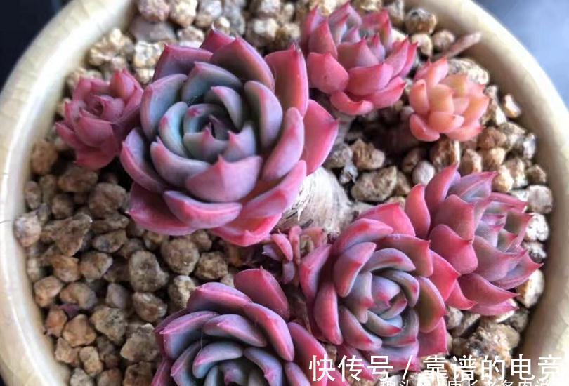 多肉奥普琳娜和娜娜小勾风格不同,一个以胖取胜,一个则娇俏可爱