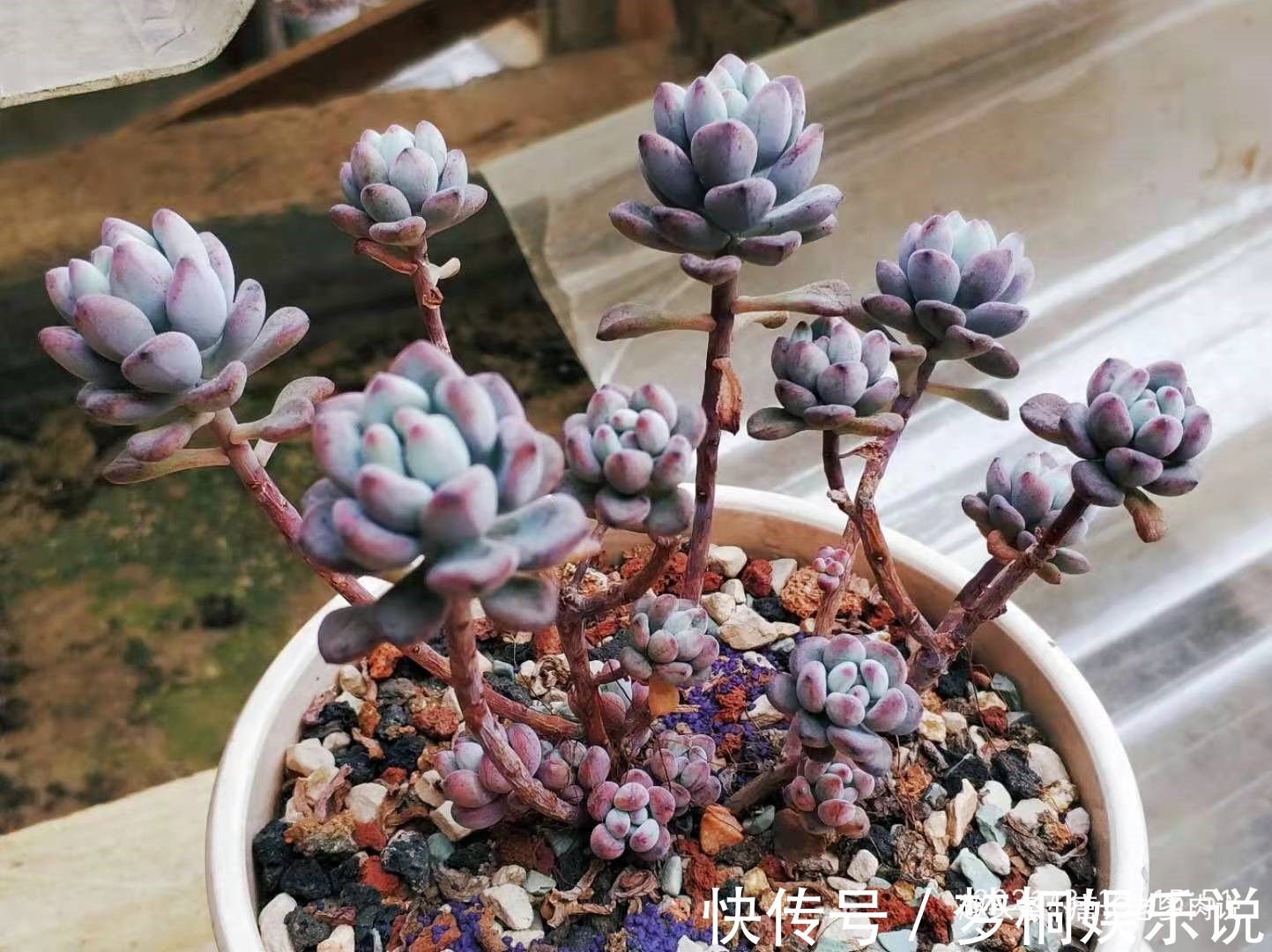 黑腐|养多肉7年,我的多肉夏天基本不会出现黑腐,来看看是怎么做到的