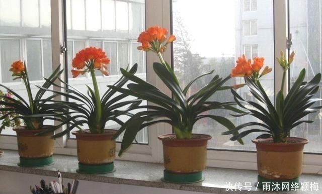 香自苦寒来|越“老”越值钱的“3种”植物，花粉都成“天价”，你家有养吗？