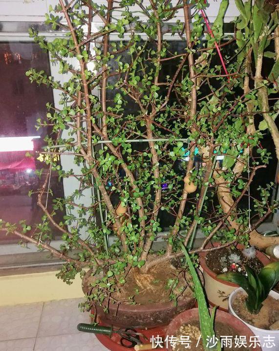 盆栽金枝玉叶,3个机遇把握住,叶片晶晶亮,长成昂贵的盆景