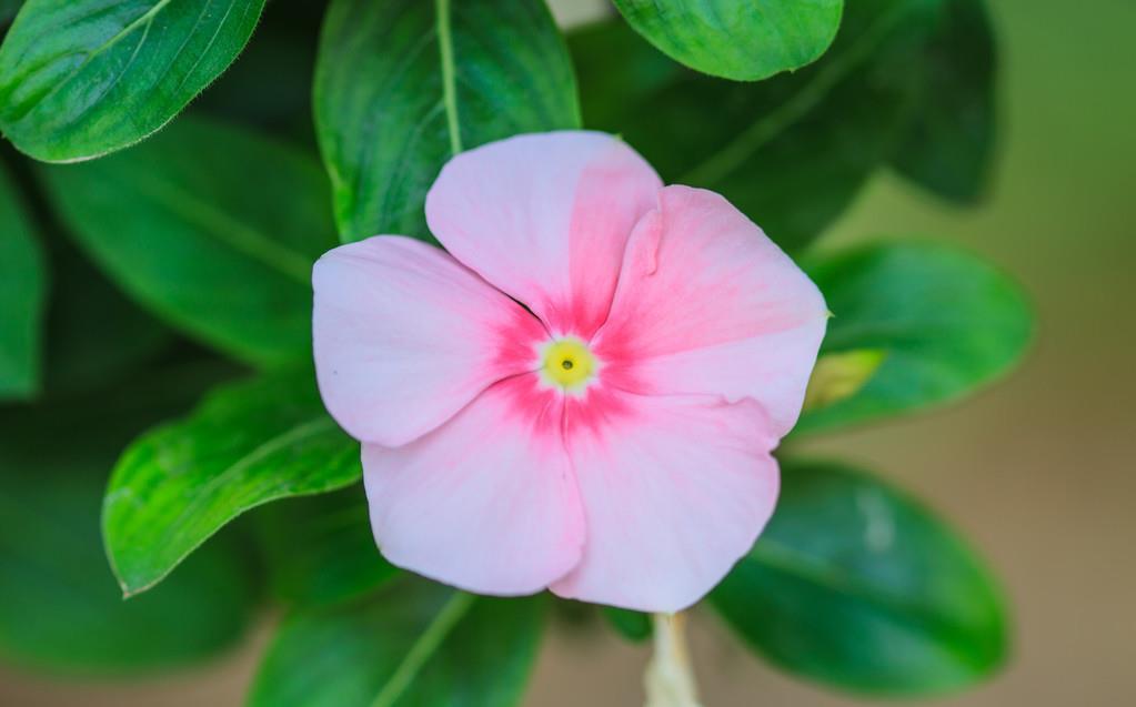 房前屋后都有的它,一年四季,花开不断,非常接地气