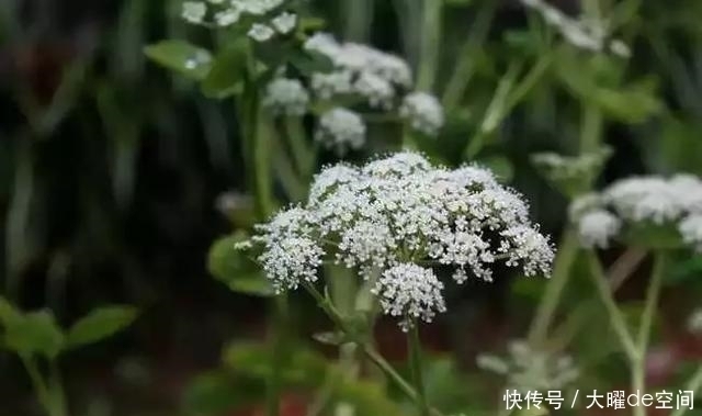 它的止咳功效幾近川貝母,為什么價格卻有天淵之別?