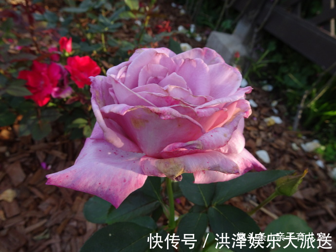 喜欢菊花，不如养盆“玫瑰珍品”天堂月玫瑰，花朵美艳，红里透紫