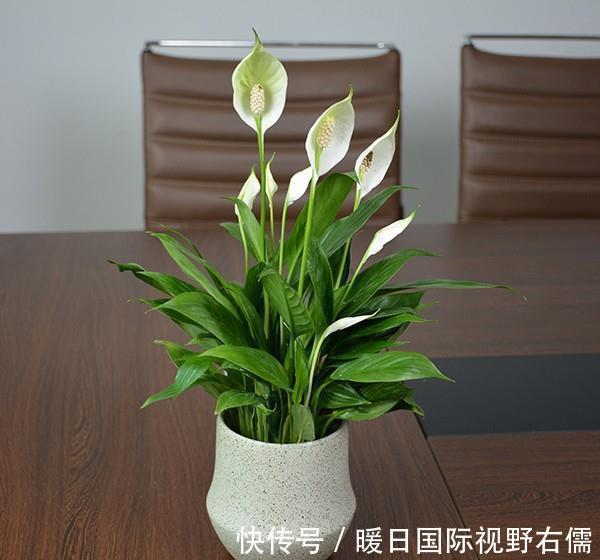 盆栽|5种“耐阴花”,养在北阳台上不见光,开花也很爆