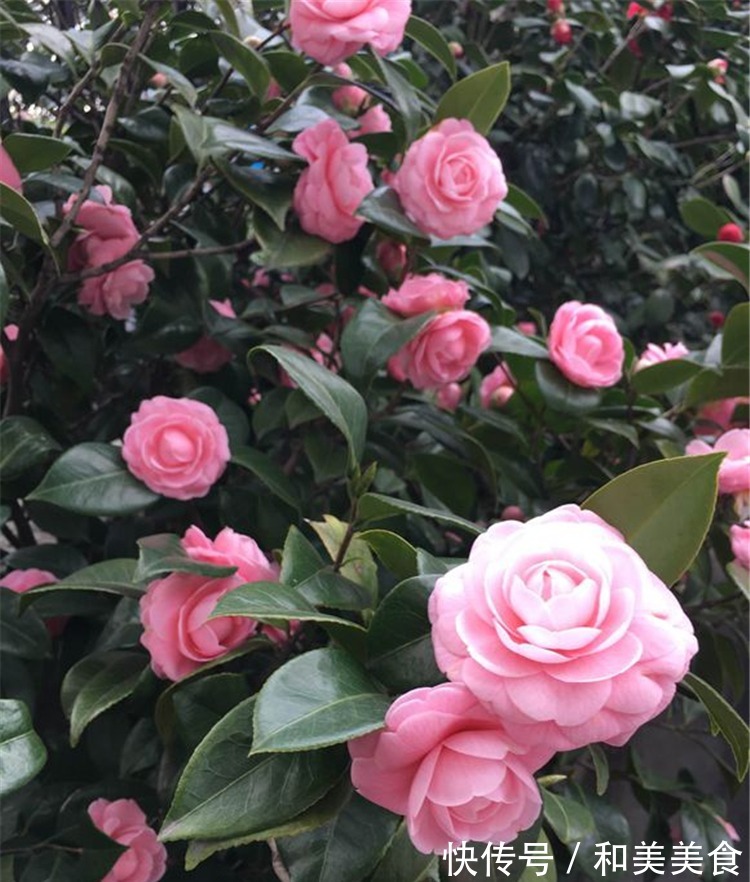 土壤|错用这几种土种茶花,难怪茶花老长不好,黄叶不开花!