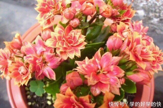 悄悄告诉你，此5种花，掐个叶就生根，懒人都能养开花！