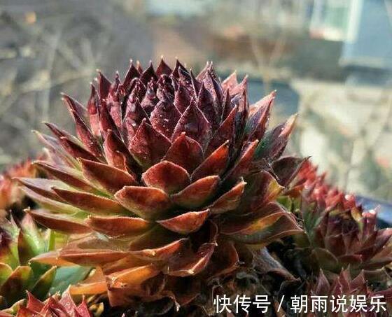 度夏|这“4种”多肉,好养又好看,度夏无压力,越养越胖越漂亮