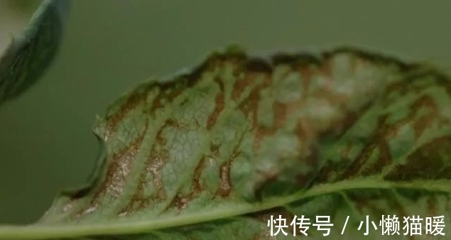 新叶|月季新芽枯萎、畸形怎么回事,打药治疗时,这些值得注意