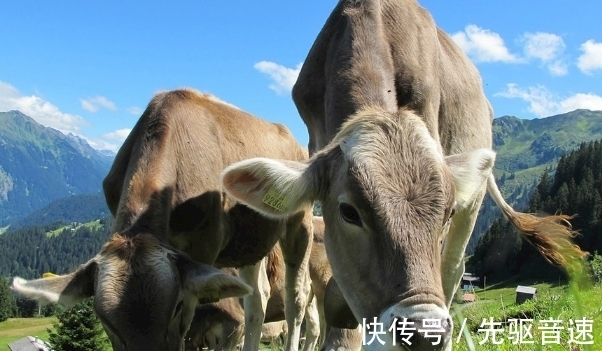 瓶颈|11月起，生肖牛、生肖虎、生肖猴摆脱困境，突破瓶颈，运势一路旺