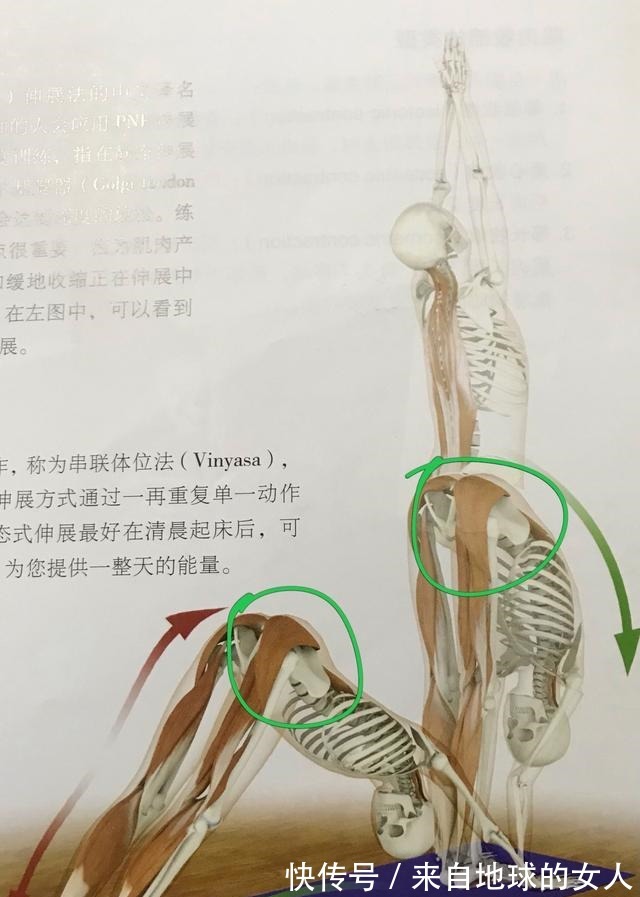 木板|一張解剖圖，看清瑜伽前屈的本質！找到本質，再做前屈就簡單了！