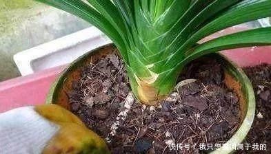 叶片|“干养根,湿养叶”啥意思1个“通用”浇水法,什么花都能养好