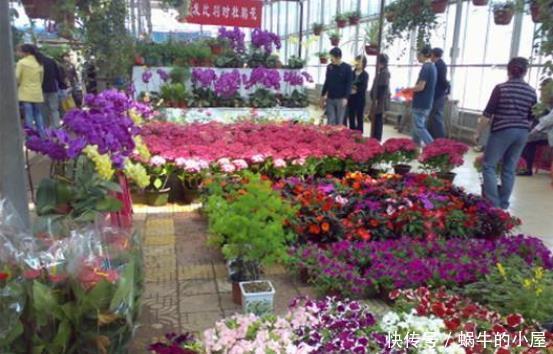 一品红|喜欢养花,此5类盆栽别轻易买回家,买错了后果严重