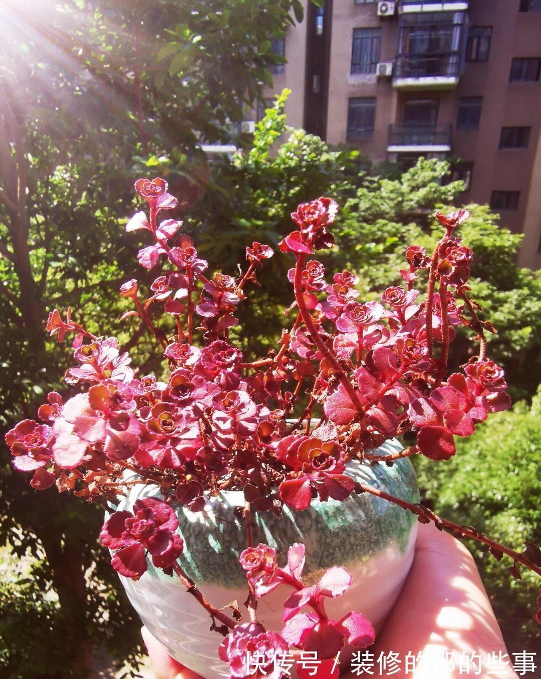 三伏天多肉易化水,停止“一动作”,否则易恶化,甚至摊大饼