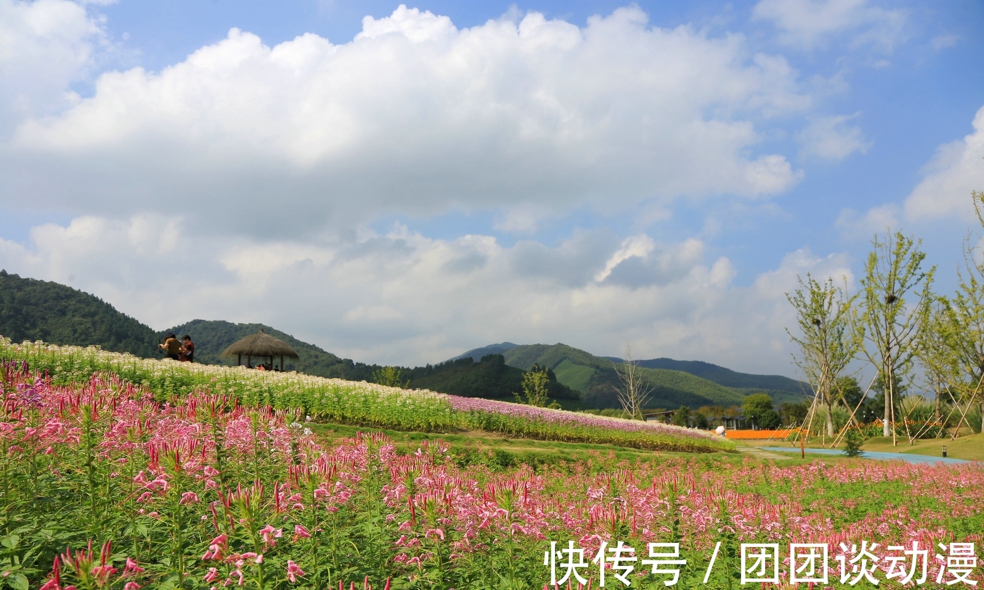 径山镇|秋日赏花，杭州这片唯美花海太“治愈”，满山坡的醉蝶花和百合花