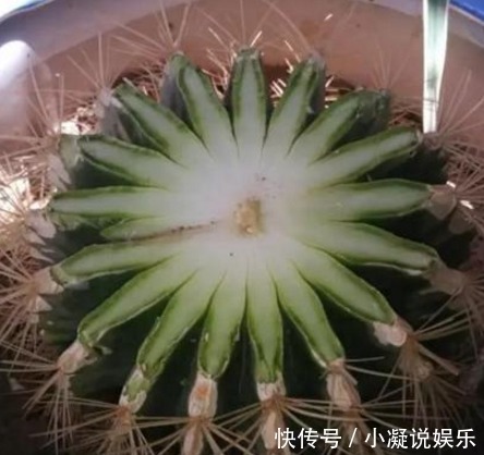 想让仙人球爆盆先砍它一刀，让他感受到你的愤怒！