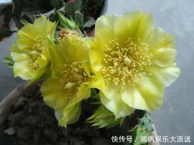 花花|她家仙人掌从春开到冬,看得都快腻了,只因为做了这件事!