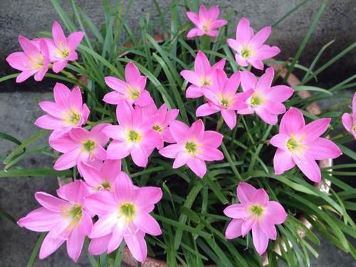 阳台再小，也要养3种花，每次开花都成片，美极了