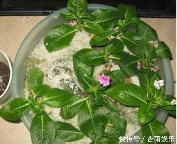 天竺葵|喜欢养花，就选这5种，“扔土里”就活，2月爆满盆，花开满阳台