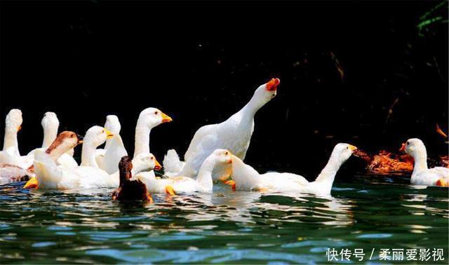 国家级文学#老农模仿《咏鹅》作了首《咏鸡》,全诗18个字,获得国家级文学奖