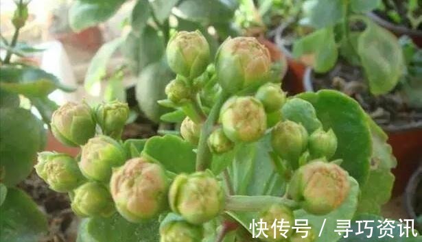 茂盛|想要长寿多开花，一遮一浇一喷就搞掂，30天不管“窜”满盆！