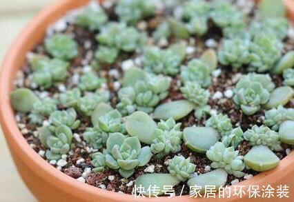 白牡丹|这三种多肉是多肉中的小强，一生只用买一次，出了状态照样美