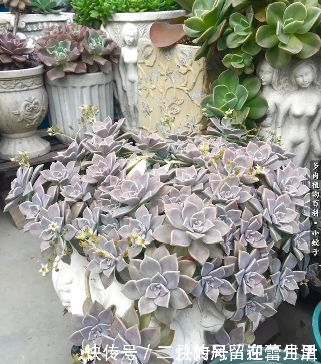 白牡丹|盘点多肉界最经典的几个品种,99%的肉友都养过