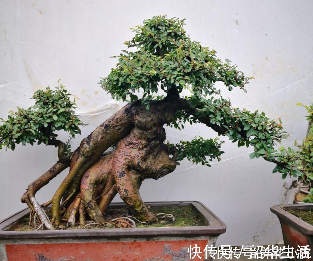 观赏性|农村随处可见的2种植物,拿来做盆景,苍劲古朴,观赏性强
