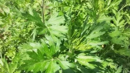 子宫|5物是子宫肌瘤的“福音”，女人每天吃两口，肌瘤或一天比一天小