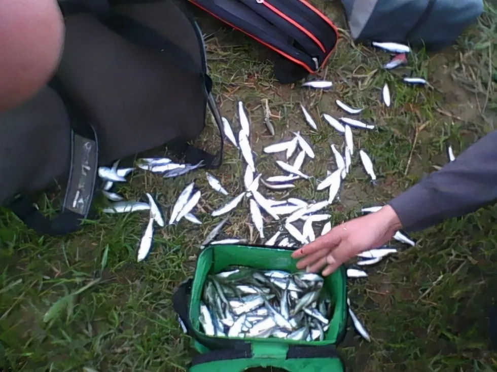 为何秋天下雨没鱼口,搞明白钓深还是钓浅,鱼口一点也不差