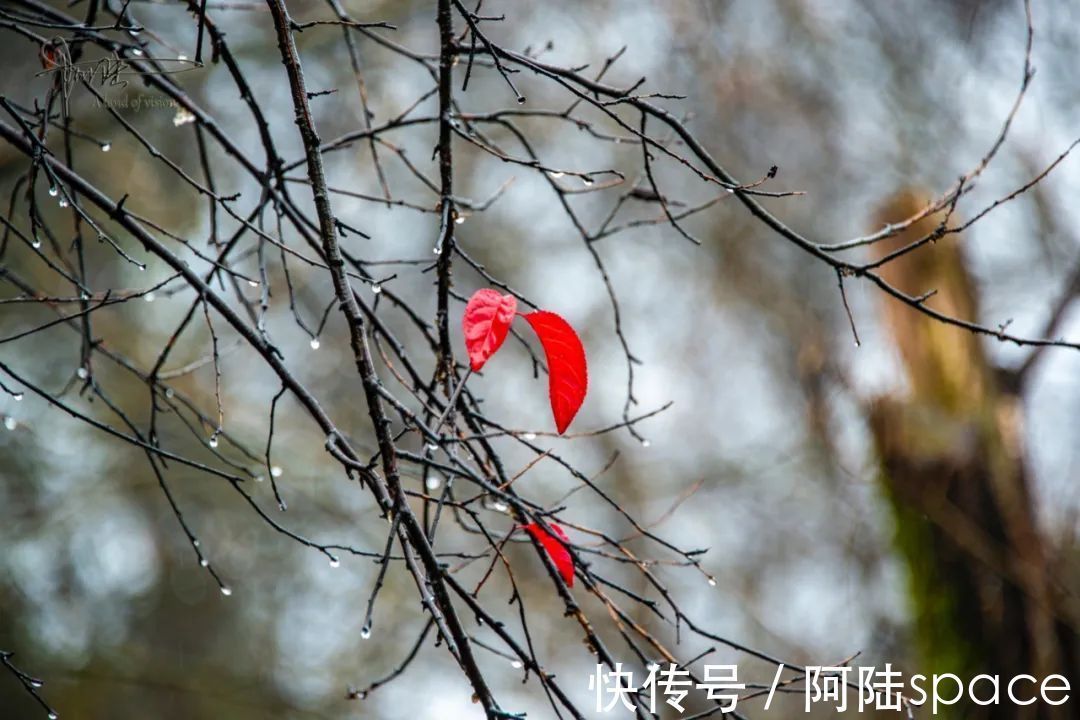 红叶|雨中西溪，长春桥两头的红叶格外喜人，似乎也在过年