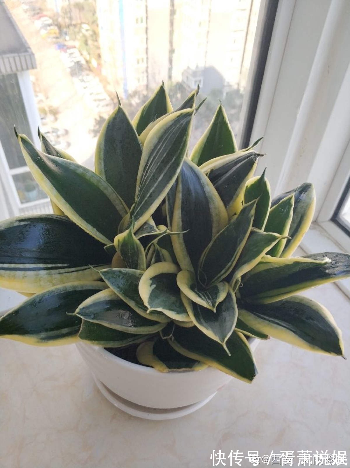 虎皮兰|3种花要“穷养”,塞进小盆少浇水,长得格外好