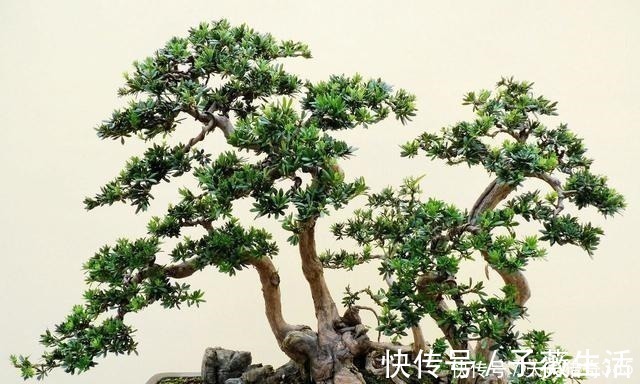 都说这种树很贵!其实剪根“枝条”,埋土里就能长,不用花钱买!