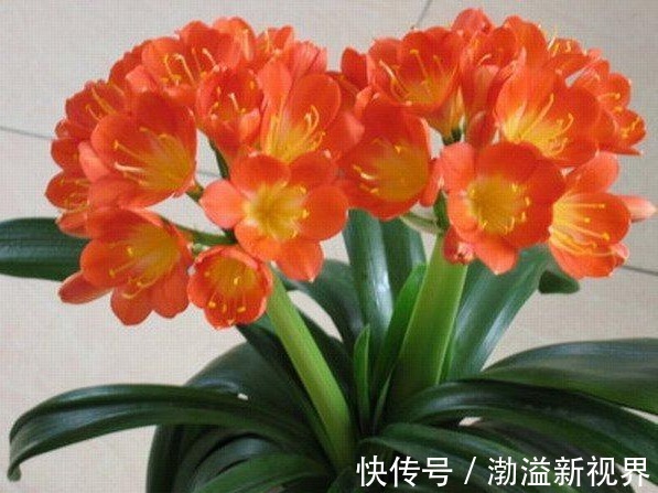 土壤|养君子兰,学会关键1招,叶片油绿,花开不停,一次开花几十朵!