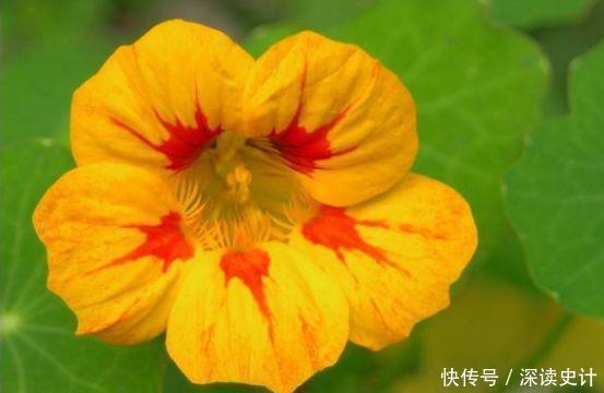 养花试试此几款,好养易活颜值高,全年开花不停,阳台变花海