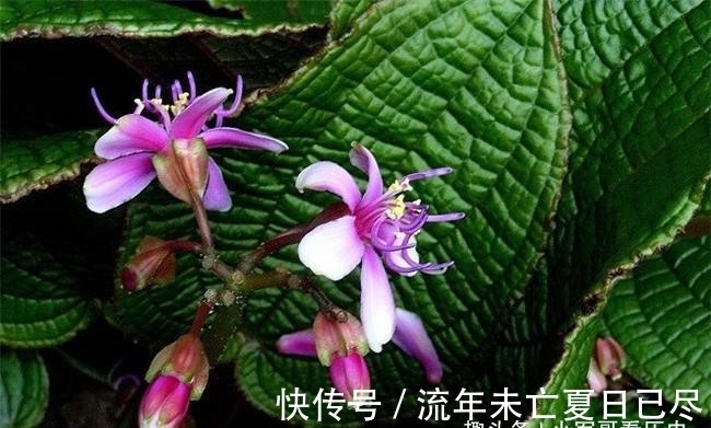 此花叶大花小,外形奇特,鲜艳而水灵,融合在一身,毫无违和感