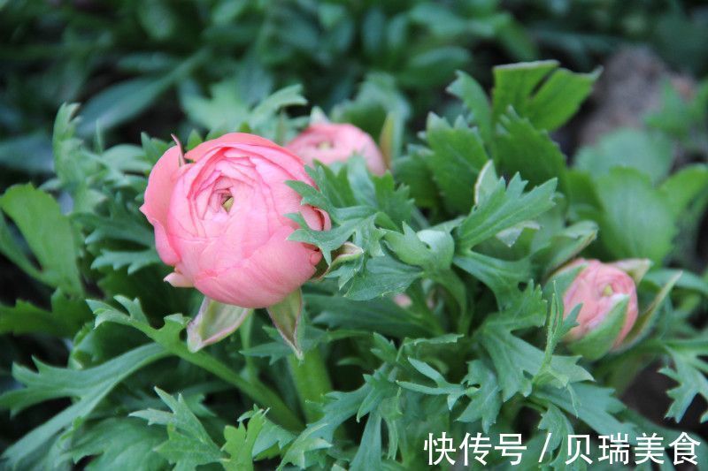 令人无法拒绝的花卉盆栽,实在很美丽,你清楚嘛