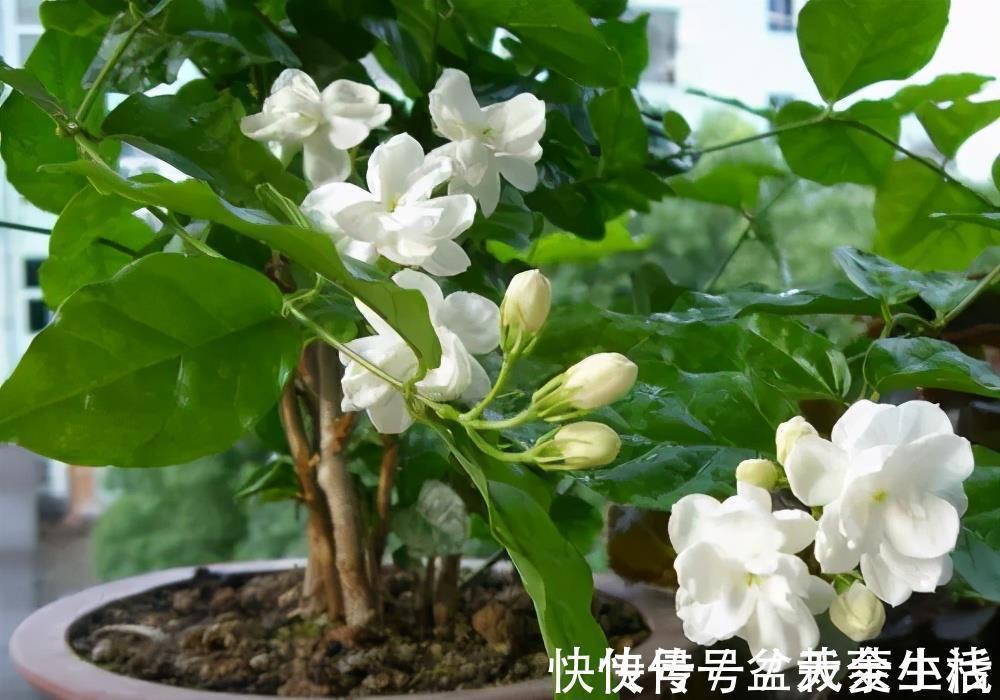 枝条|老花匠养的茉莉花，夏天做对5件事，年年开满枝，叶绿香味浓