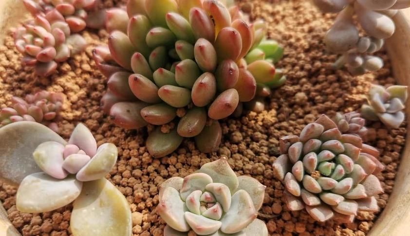 泥炭土、煤渣、火山石养花，更适用于多肉，加强盆栽土透气性