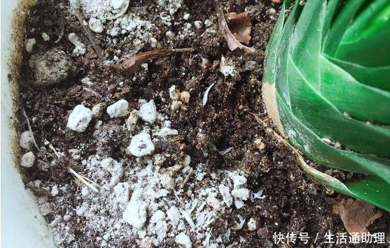 花盆落满小飞虫周围撒点它，3天就见效，小虫死翘翘！