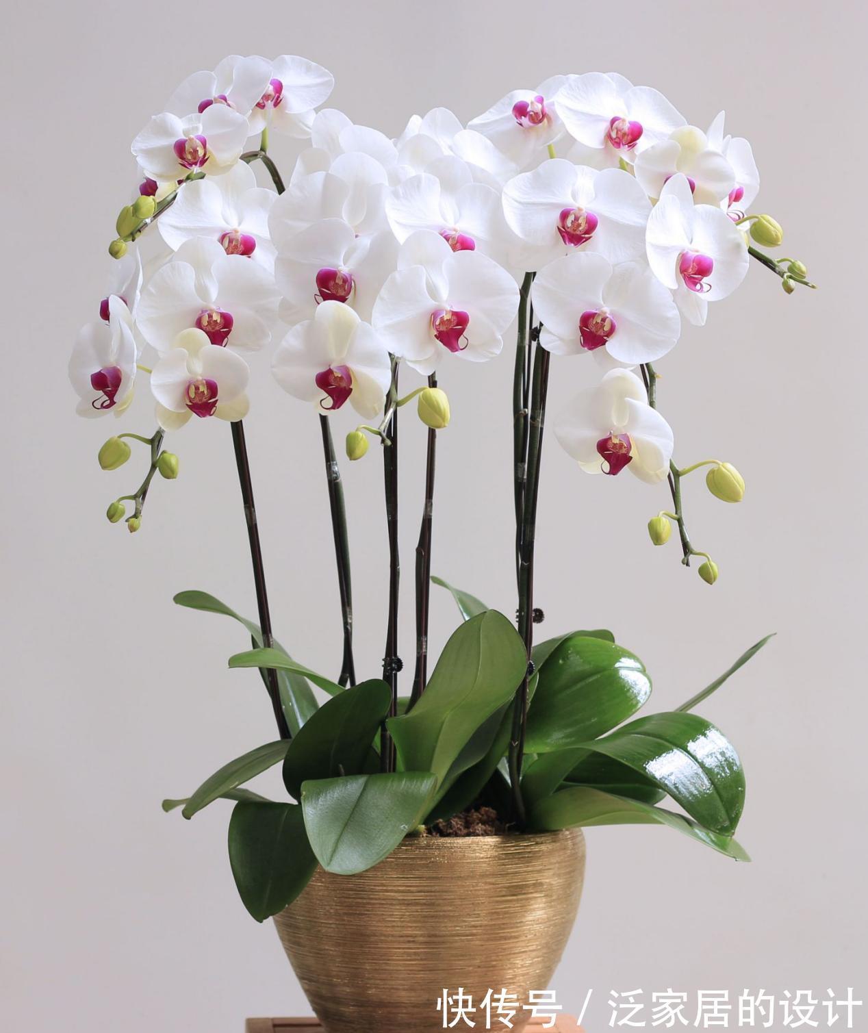 土壤|养花没有养分来源?学会这方法,一些树皮就能轻松搞定问题