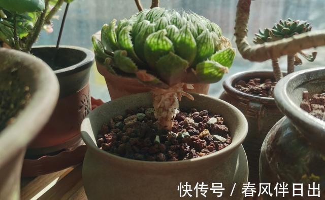 开花|这四种花是“旱鸭子”,叶片干焦也别急着浇水,旱养才能顺利开花