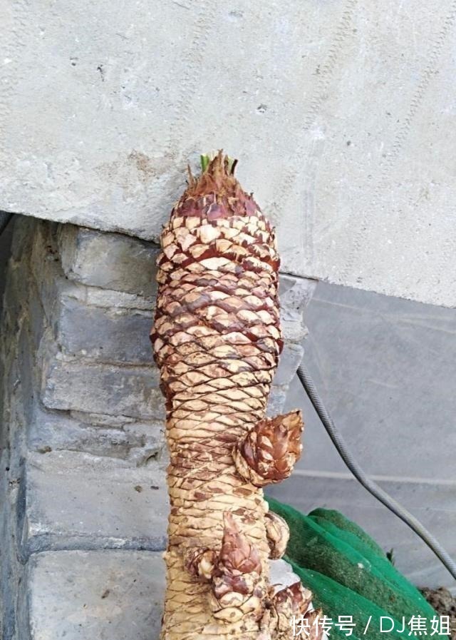 小天地|叔叔养了1盆“光杆树”,邻居都笑他傻,2年后看到一脸羡慕!