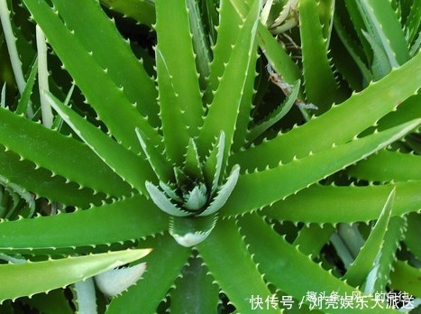 常春藤|最适合放在卧室里的三种绿植，夜间释放大量的氧气，让你安然入眠