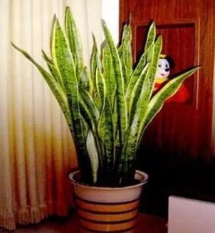 虎皮兰叶子“疲软无力”加点“硬硬肥”,10天让“它”挺起来!