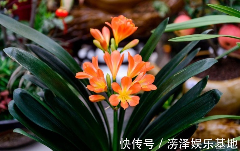 生长期|君子兰进入生长期,春天做好“3足”,新叶长得多,整齐又油亮