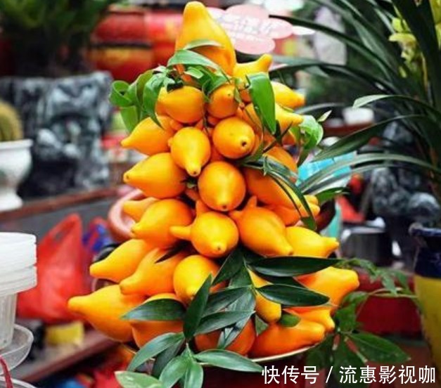 幸福|4种“吉祥花”养家里,家庭越来越“兴旺”,旺夫旺子,幸福满满