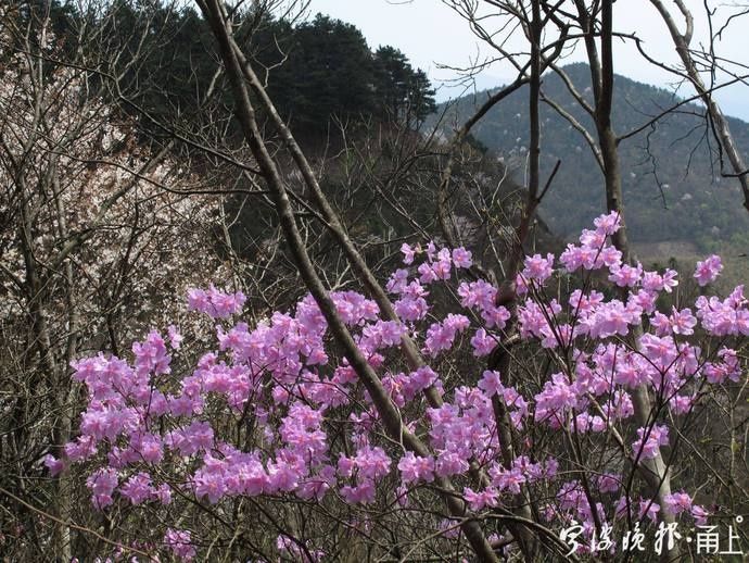 正是满树芳菲！海拔800米的宁波四明山上，藏着100多棵浙江特有珍稀植物