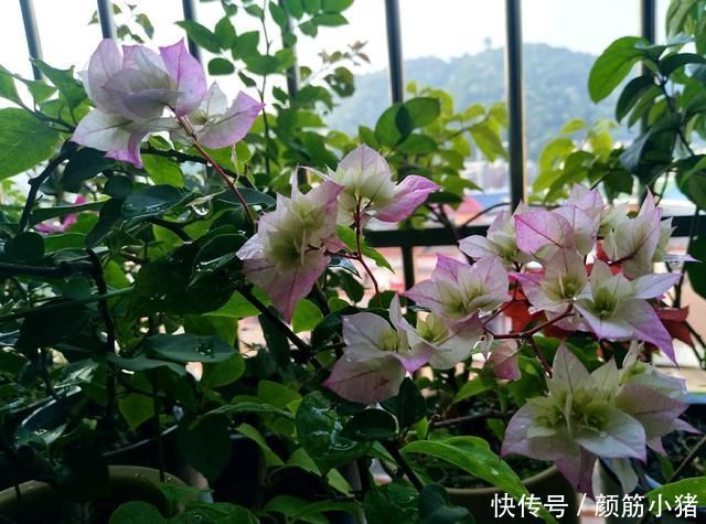 怡景三角梅开出来的花朵一个月不上色就枯花花朵上色3妙招